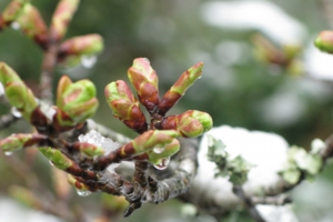 雪解けと桜のつぼみ